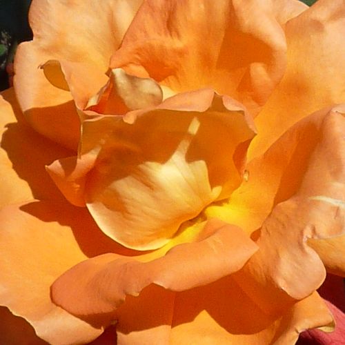 Rosa Louis De Funes® Gpt - trandafir cu parfum discret - Trandafir copac cu trunchi înalt - cu flori în buchet - portocaliu - Meilland International - coroană curgătoare - ,-